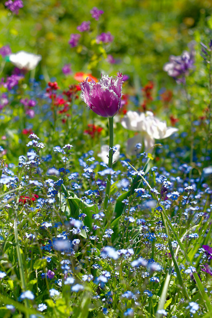 Giverny